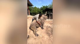 Rhino enjoys belly rub from zookeeper
