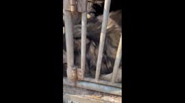 Lost dog cried uncontrollably upon being reunited with owner