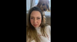 Fluff and feast fiesta: Cockapoo seeks culinary companionship