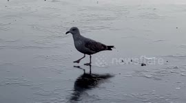 Lake froze in London's St James' Park as temperatures plunge in the UK