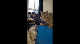 Curious Tabby Cat Keeps Disturbing Student Sitting In Front Of It in China