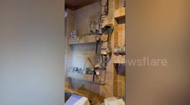 Python slithering in family's dining room shelves caught