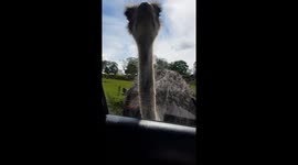 funny ostrich pecks at the car and scared the child