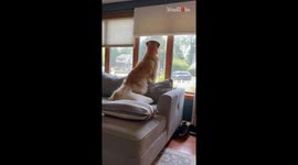 Adorable dog meets its hooman baby brother for the first time