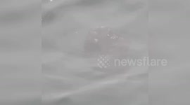 Seal Rescued from Plastic Ring in Coastal Operation in Cornwall, UK