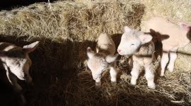 Farmer shocked after flock had FOUR sets of rare triplet lambs within days