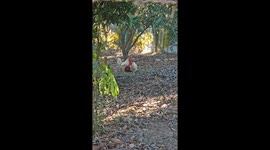 Peck-e! Two chickens shows their skills playing with football together
