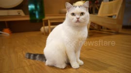 Cat lovers can feed moggies catnips and enjoy desserts in this pet cafe