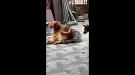 Baby girl adorably hugs family's Golden Retriever pooch