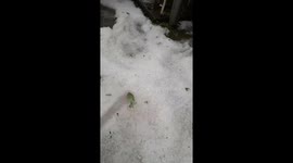 Terrible hail destroyed vegetables and trees of people in the northern mountainous areas of Vietnam