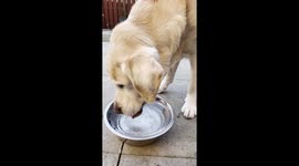 When your dog wants a drink of water at 3pm and it’s still frozen after one of the coldest nights in wales.