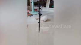 Silly Pomeranian puppy barks at food bowl behind dog fence