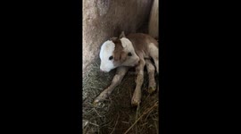 Two heads are better than one? Wonder calf makes its debut under the sun
