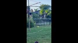 Dog Has Fun Jumping on Trampoline