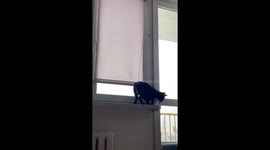 Cat Discovers A Swing