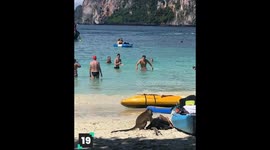 Cheeky Monkey Moments