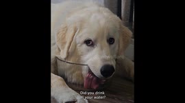 Top 22 Funny Dogs