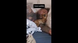 Sleepy struggles: Milton the Chihuahua's quest for the perfect cuddle spot