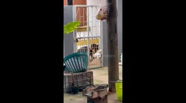 Comedic escape: Black the dog's persistent playtime fails with Toong Ngern the cat