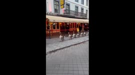 Goose parade takes to the streets with musical accompaniment