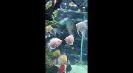 Temminkii tango: unveiling the 'mouth fight' ritual in kissing gourami