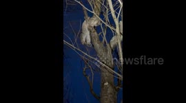 Kamchatka lynx kitten rescued, rehabilitated, and released into the wild