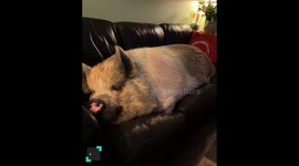 Viral Animals Mega Mix #2