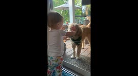 Puppy And Baby Play Boop Through Screen
