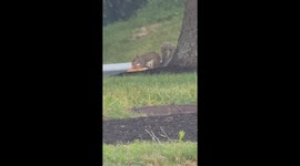 Squirrel Chows Down
