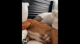 Cute Sleeping Dogs