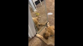 Golden Retriever Puppy Plays In Mirror