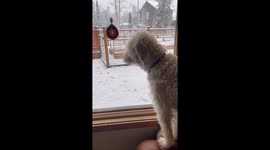 Dogs Alert to Moose in Back Yard