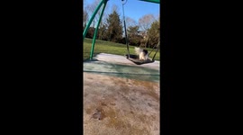 Dogs Like to Swing