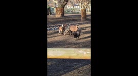 Pig Learns Karma From Kicking Goat