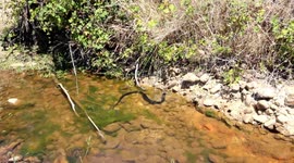 A Red-Bellied Black Snake