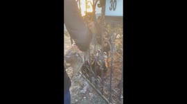 Rescuing a Deer Stuck in Gate