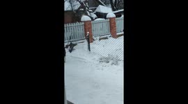Dog Chases After Girl With Ball