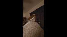 Kirby the Dove Gets Excited