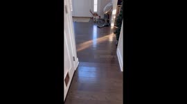 Cat and Dog vs a Mouse