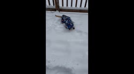 Jacket-Clad Chiweenie Hops Through Snow