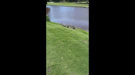 Giant Gator Makes Its Home on Florida Golf Course