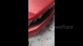 US: 3 Dead As Pacific Northwest Storm Blankets Parts Of Oregon In Ice 2