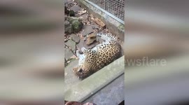 Chubby Amur leopard enjoys cat nap as amazed zoo visitors giggle