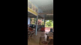 Hungry wild elephant visits noodle shop for a snack