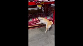 Shiba Inu cuddles favourite food in supermarket stroll with owner in Australia