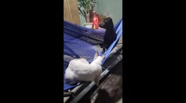 The cute cat tries to have fun with the dog in the hammock