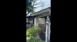 Baffled pigeon narrowly avoids being caught by snake
