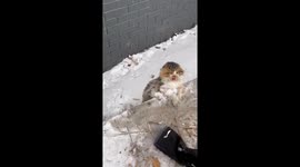 Good Samaritan saves stray cat trapped on icy road in China