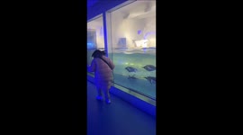 Spirited penguins playfully chase joyful girl through aquarium glass window