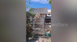 Monkey takes over man's motorcycle and tries to scare him away